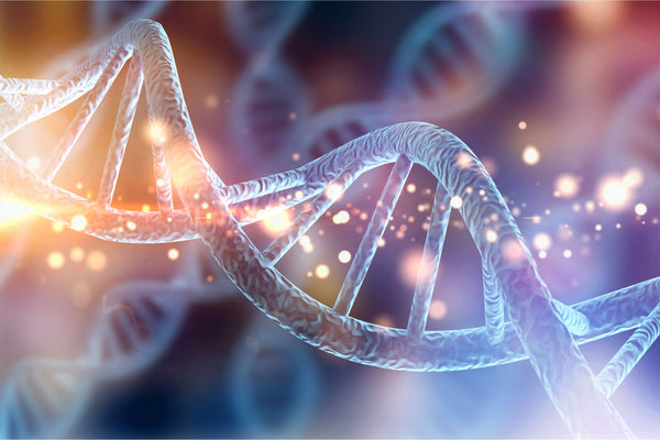 DNA strand The Science of Nitric Oxide 